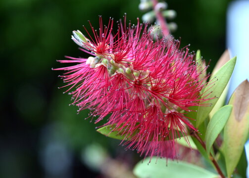 Bl&uuml;te eines Karminroten Zylinderputzers