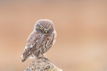 Bird female Little owl Athene noctua sitting on a stone and looks forward