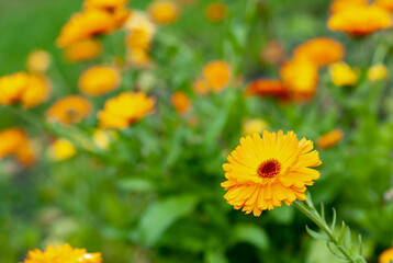 The flower is calendula. On a green natural background. Macro photography