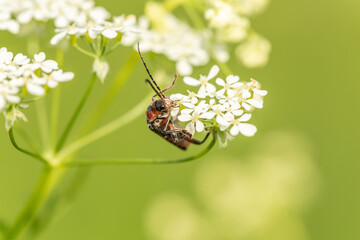 close up of a soldier beetle on a wildflower, cantharis