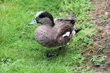 duck on the grass