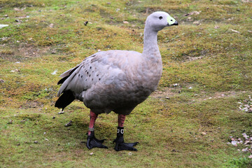 A close up of a Cape Barren Goose