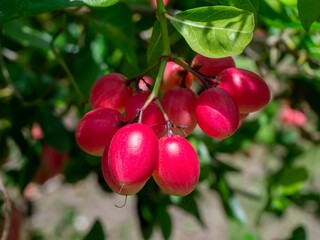 High vitamin C Fruit of Bengal Currants, Carandas-plum, Karanda on tree.