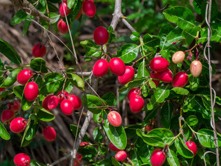 High vitamin C Fruit of Bengal Currants, Carandas-plum, Karanda on tree.