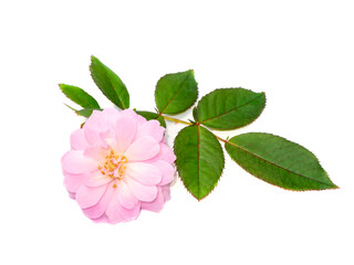 Pink of Damask Rose flower on white background.