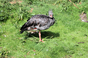 A close up of a Crested Screamer