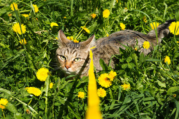 Walking a domestic cat on a yellow harness. The tabby cat is afraid of outdoor,hides in the grass...
