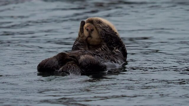 Cute Sea Otters floating on the water sunbathing playing water - Morro Bay, California