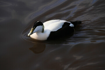 A close up of an Eider Duck on the water