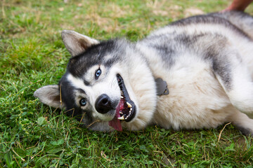 Husky dog is lying contentedly on the grass with his tongue hanging out, his mouth open and smiling. Happy and contented pet, animal health, veterinary medicine. Dog training, games with the owner. © Ольга Симонова