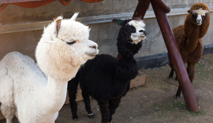 White, black and brown llamas and alpacas in a paddock on a farm. Maintenance of cattle, wool. Zoo, family entertainment for children and adults.