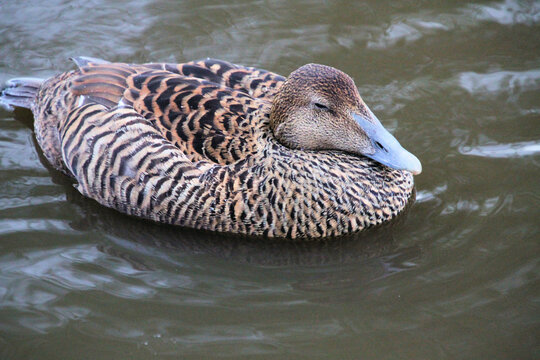 A close up of an Eider Duck on the water