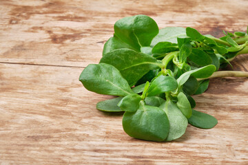 Portulaca oleracea or common purslane, also known as duckweed, little hogweed, or pursley. Bunch of a common purslane at weathered wooden table. Nutritious herb throughout human history on the planet.