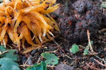 Gymnosporangium juniperi-virginianae.  Cedar-apple rust gall and colorful, slimy, telial horns fallen from a diseased cedar tree.
