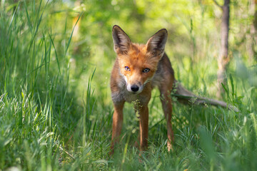 Naklejka na ściany i meble Portrait red fox Vulpes vulpes in the wild