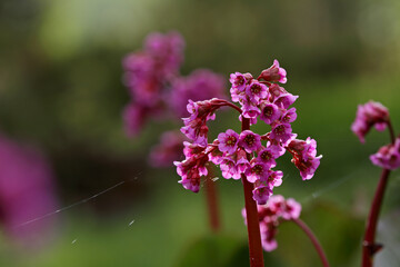 Blooming bergenia in the evening light