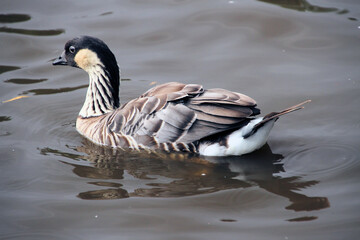 A Hawaiian Goose on the water