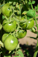 Bunch of green tomatoes ripening on a branch