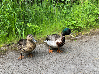 A pair of Mallard Ducks on the ground