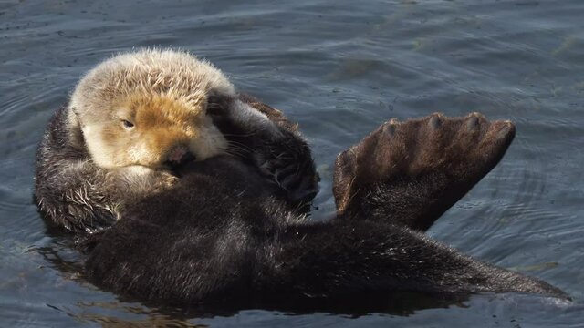 Cute Sea Otters floating on the water sunbathing playing water - Morro Bay, California