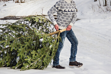 A man in a sweater carries a christmas tree - 436734183