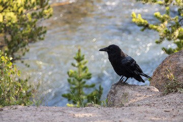 Raven sitting on rock with stream in background