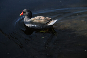 A Moorhen in the water