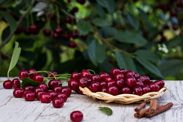 Cherry berries in a basket in the garden - 436734399
