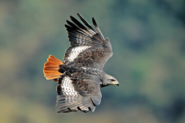 Jackal buzzard in flight