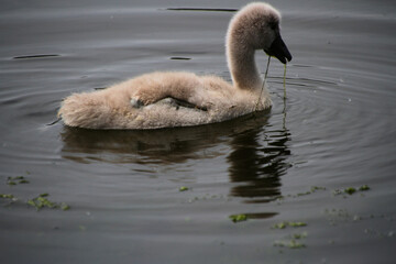 A close up of a Mute Swan Cygnet