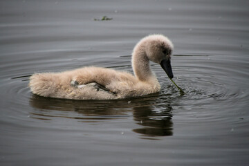 A close up of a Mute Swan Cygnet