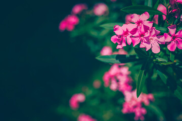 Bright pink oleander flowers with fresh lush green leaves lit bright sunlight in summer garden with...