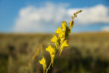 Toadflax, yellow wildflower close-up