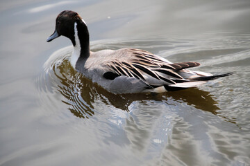 A Pintail on the water