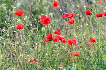 Scarlet poppies on the field in May