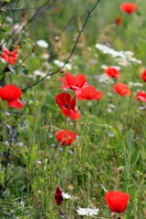 Scarlet poppies on the field in May