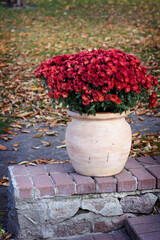Chrysanthemums in a pot. showcase, autumn decoration of the city. - 436734964