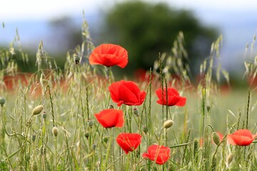 Scarlet poppies on the field in May