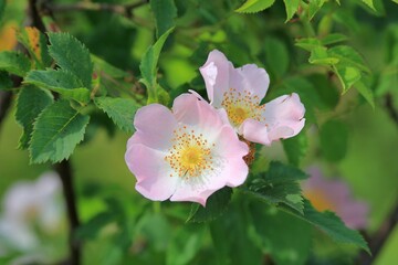 Delicate pink wild rose flowers close up