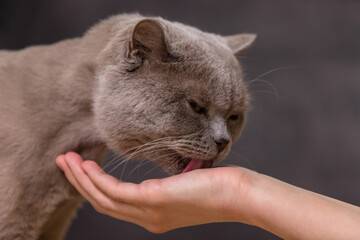 The owner held out his hand to the pet. The cat licks the palm.