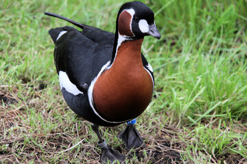 A close up of a Red Breasted Goose