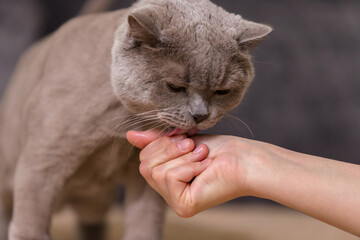 The owner held out his hand to the pet. The cat licks the palm. - obrazy, fototapety, plakaty