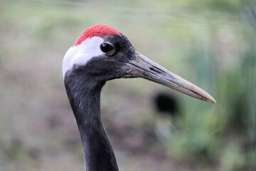 A close up of a Red Crowned Crane