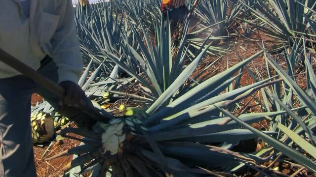 Jimador cortando pi&ntilde;a de agave para tequila 