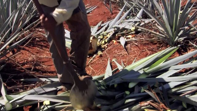 Campesino Jimador cortando pi&ntilde;a de agave de tequila 