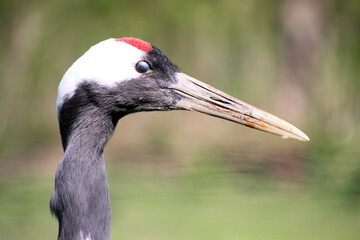 A close up of a Red Crowned Crane