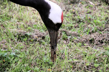 A close up of a Red Crowned Crane