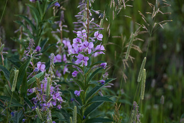 Fireweed wildflowers close-up

