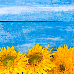 Sunflower flowers on blue background. - 436735571