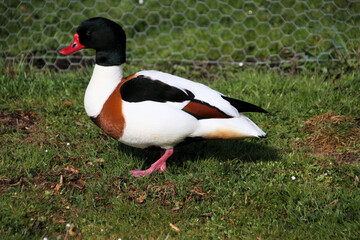 A close up of a Shelduck